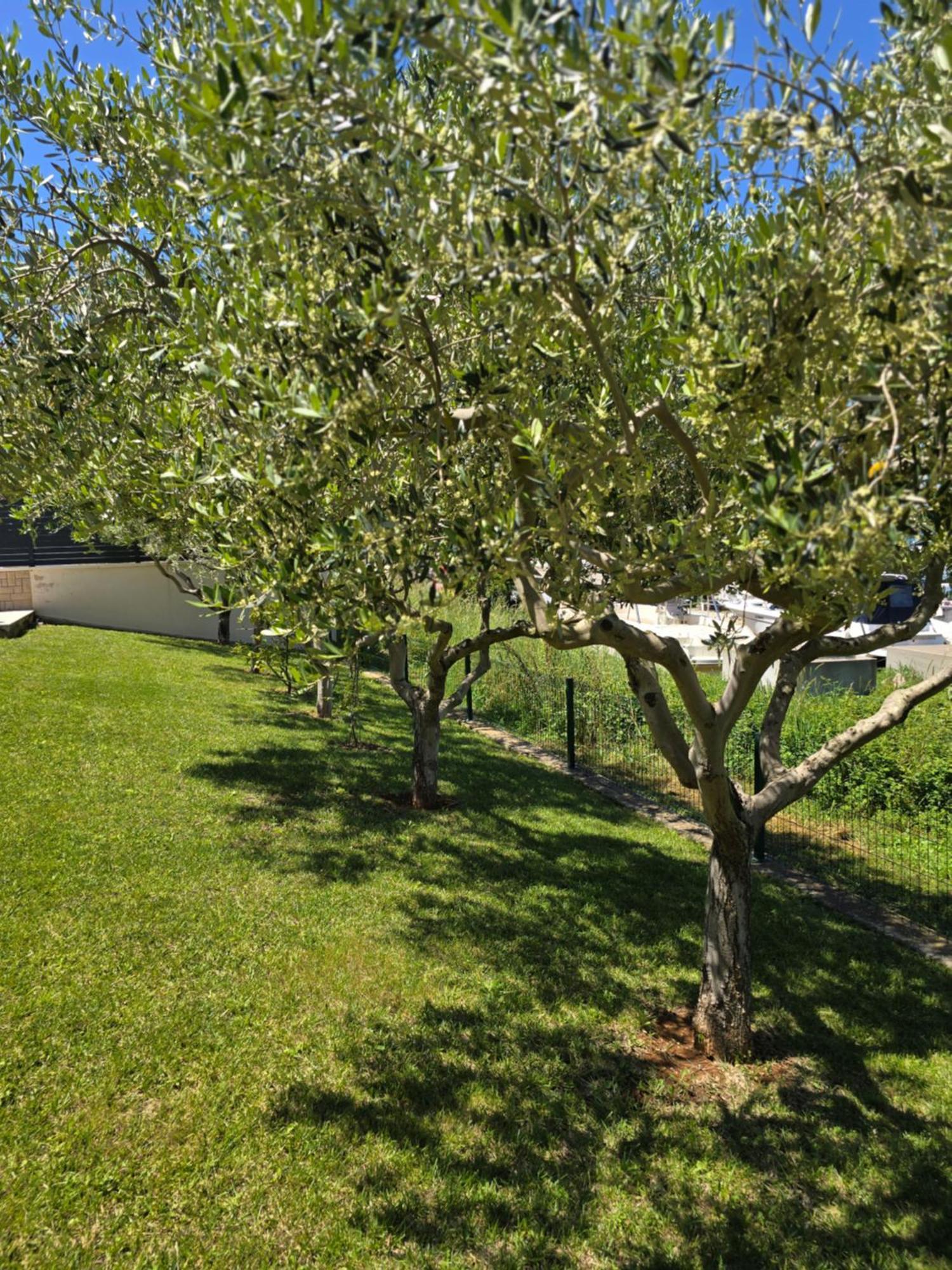 Olive Garden, Apartment With A Private Pool Banjole Eksteriør billede